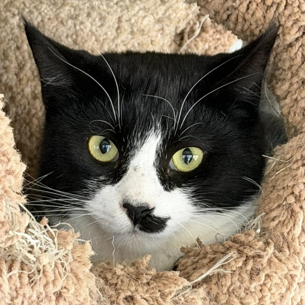 Enlarge Ghost, a Adoptable American Shorthair in Freeport, FL image 5/6