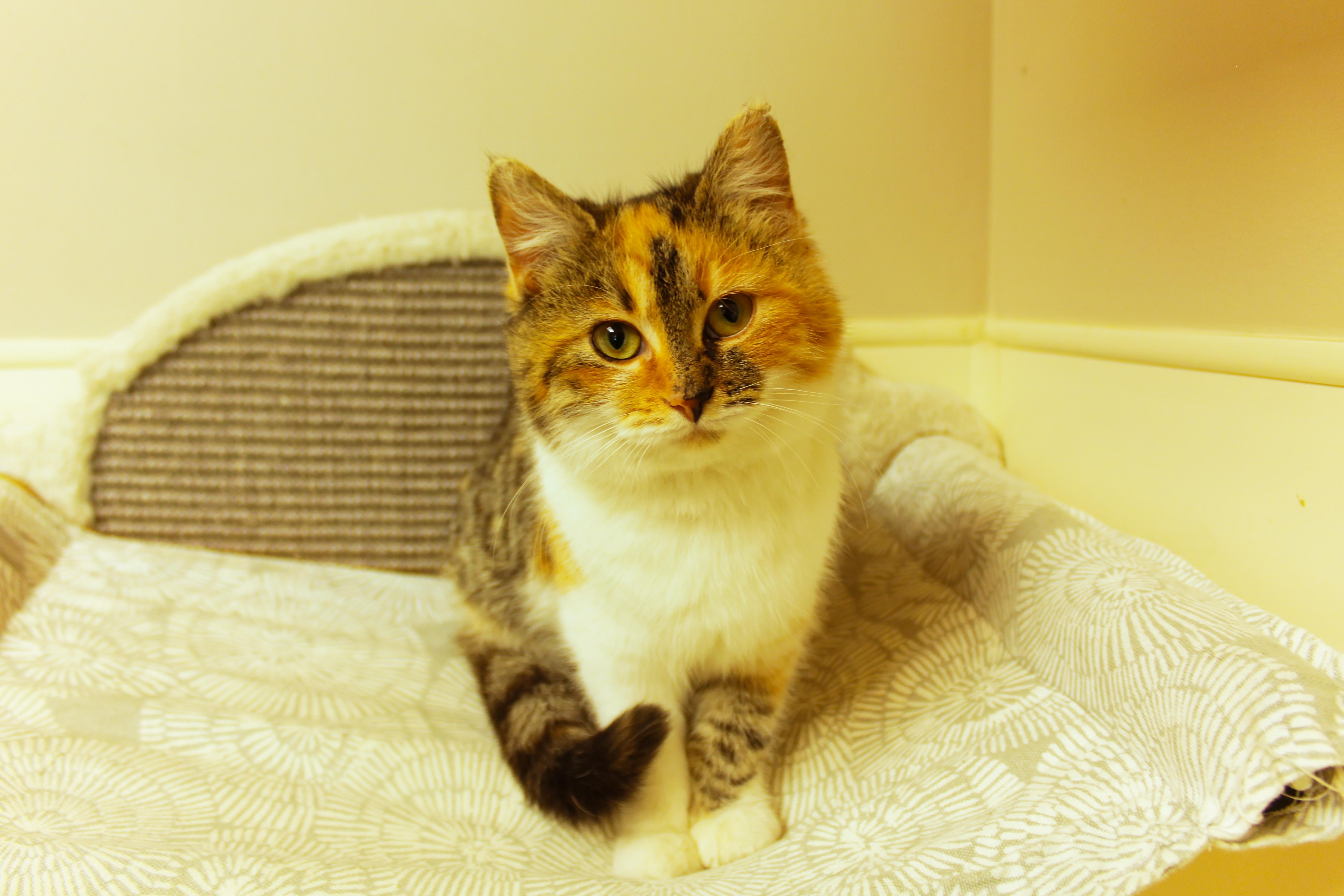 Enlarge Penelope, an adopted Calico in Urbana, OH image 4/6