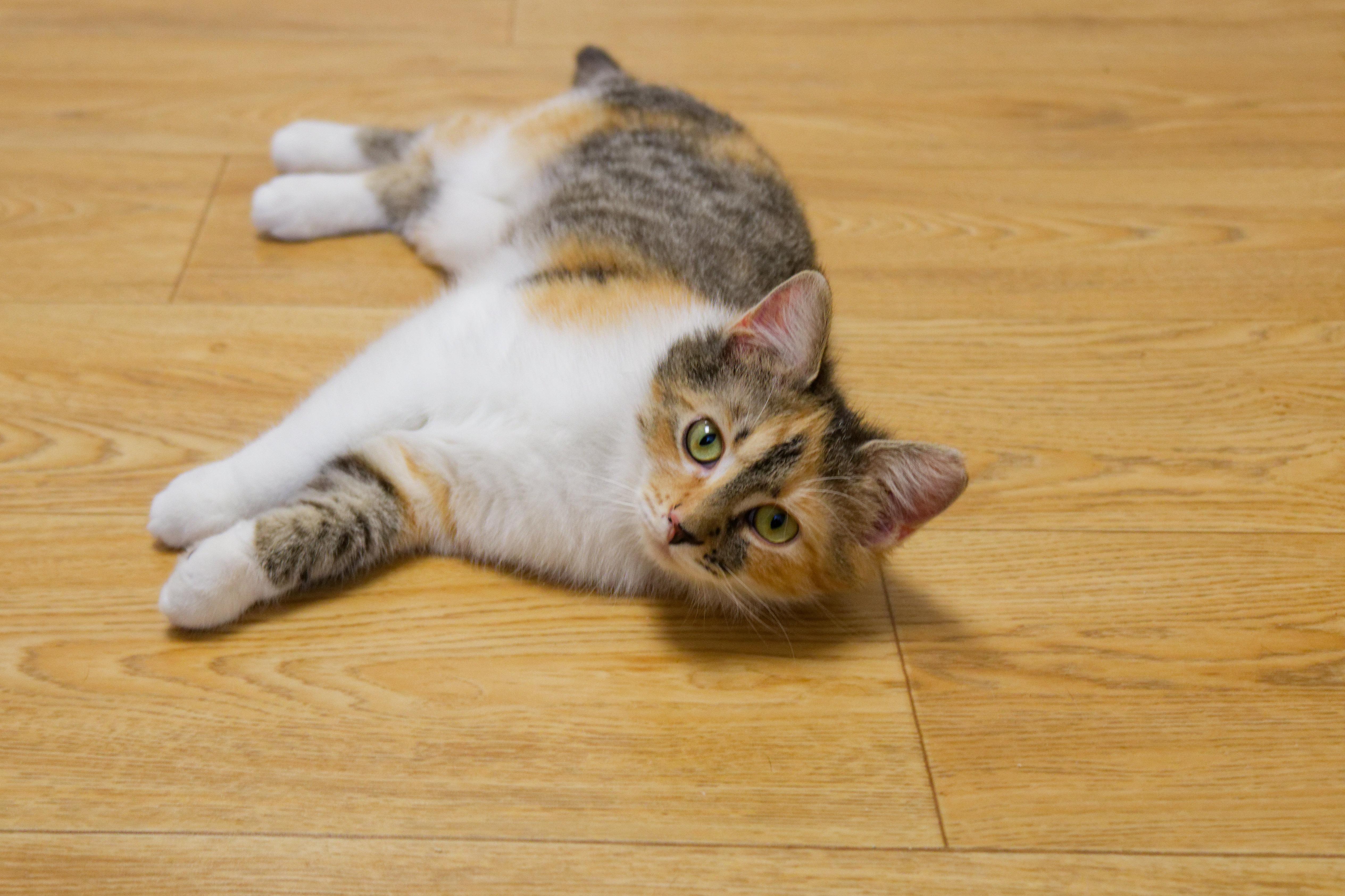 Enlarge Penelope, an adopted Calico in Urbana, OH image 1/6