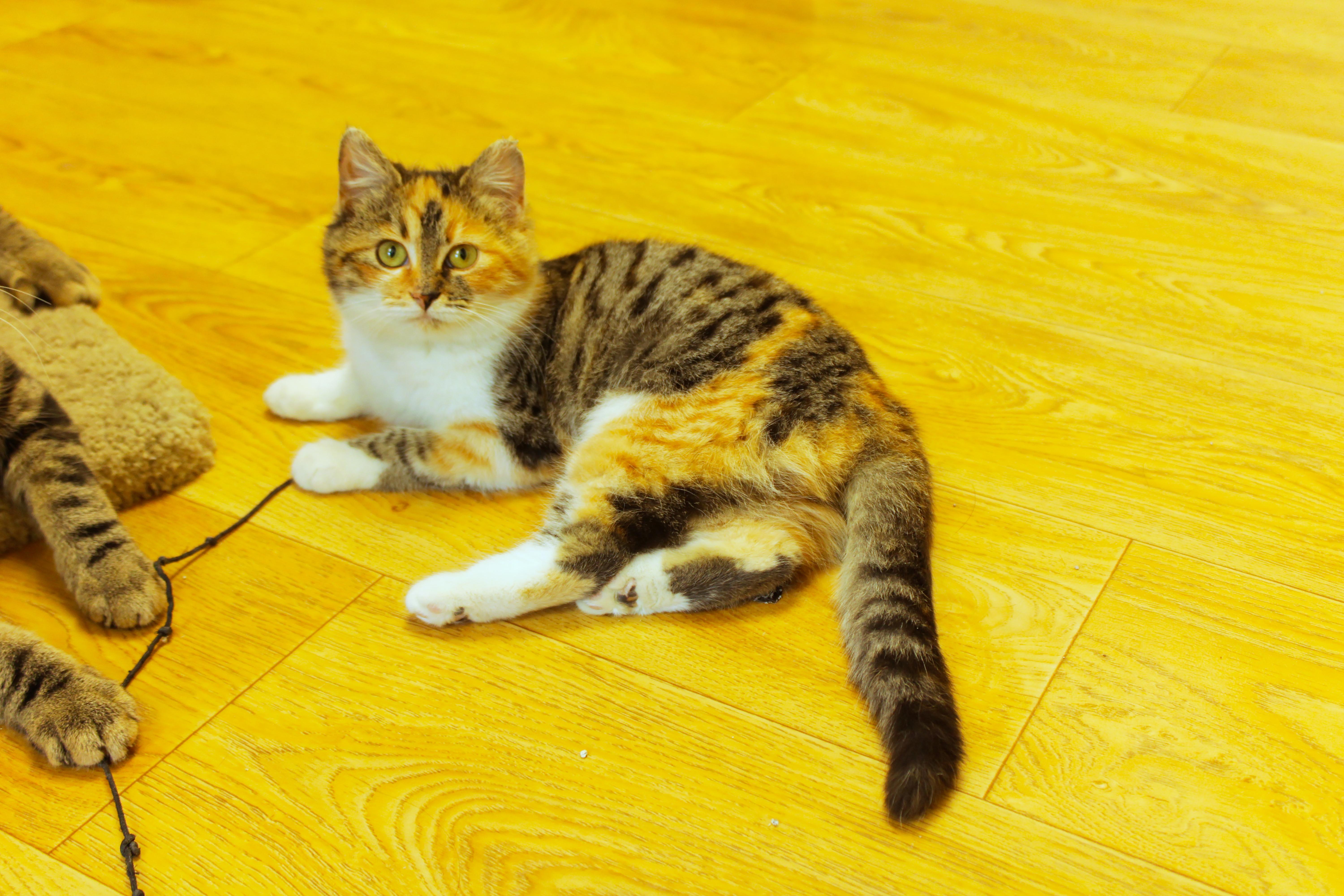 Enlarge Penelope, an adopted Calico in Urbana, OH image 3/6