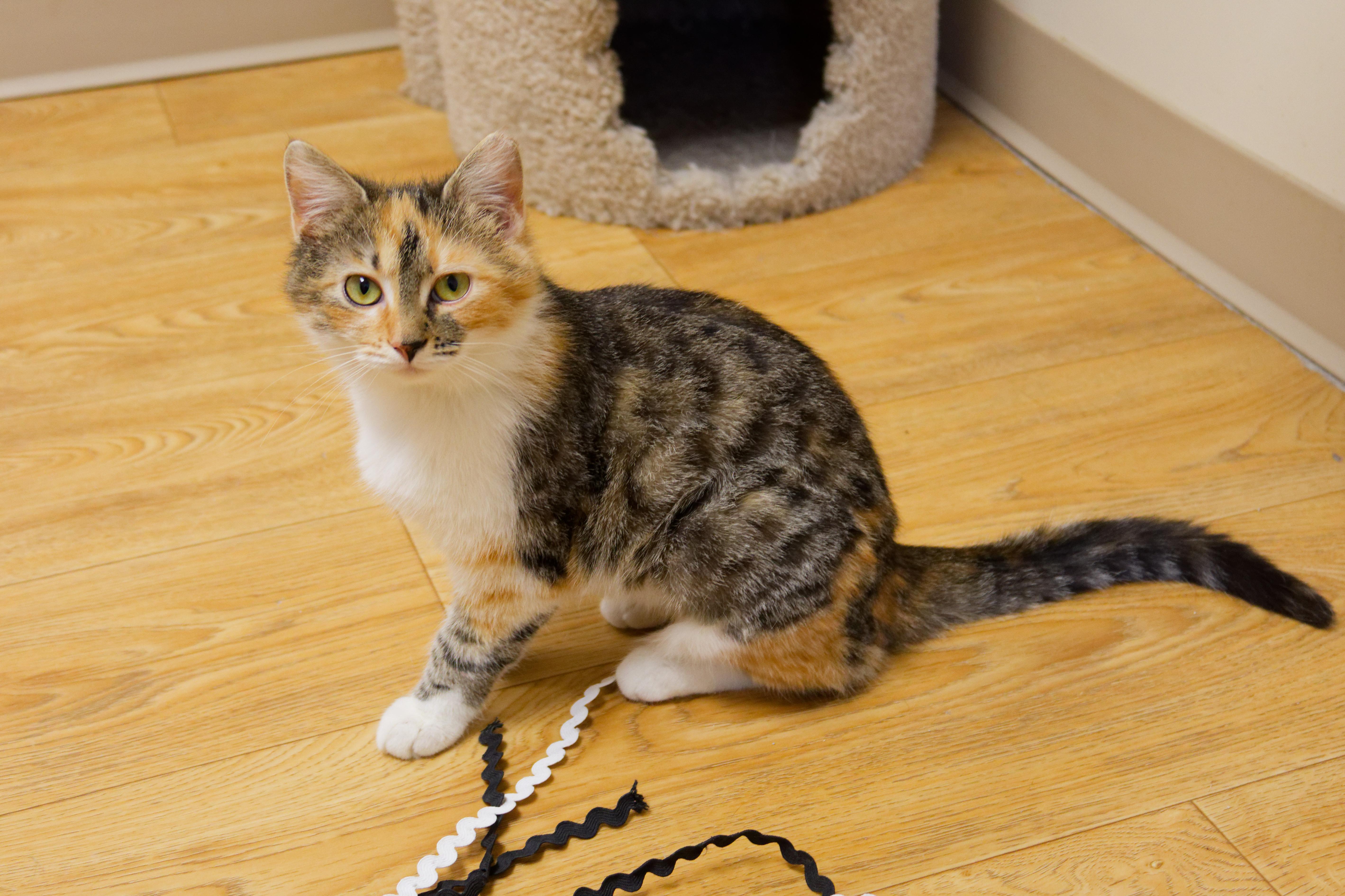 Enlarge Penelope, an adopted Calico in Urbana, OH image 6/6