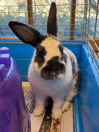 Enlarge Gordo, a Adoptable mixed breed in Quakertown, PA image 1/3