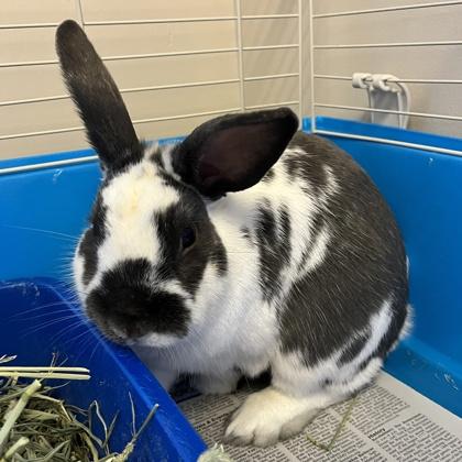 Enlarge Gordo, a Adoptable mixed breed in Quakertown, PA image 2/3