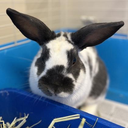 Enlarge Gordo, a Adoptable mixed breed in Quakertown, PA image 3/3