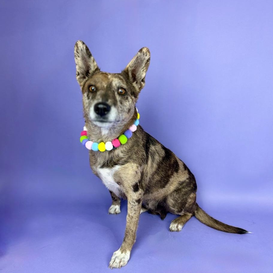 Monet, a Adoptable mixed breed in Bellevue, WA image 2/6