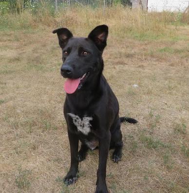 Bella, Adopted, Adult Female German Shepherd Dog & Black Labrador Retriever.