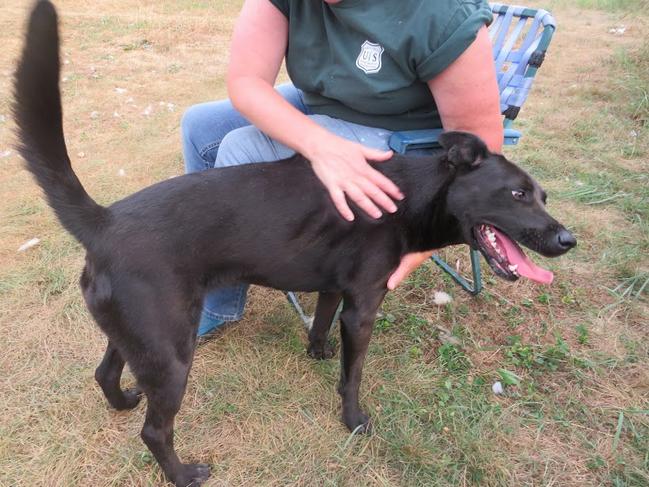 Enlarge Bella, a Adopted mixed breed in Clinton, ME image 4/4