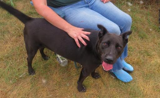 Enlarge Bella, a Adopted mixed breed in Clinton, ME image 2/4