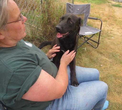 Enlarge Bella, a Adopted mixed breed in Clinton, ME image 3/4