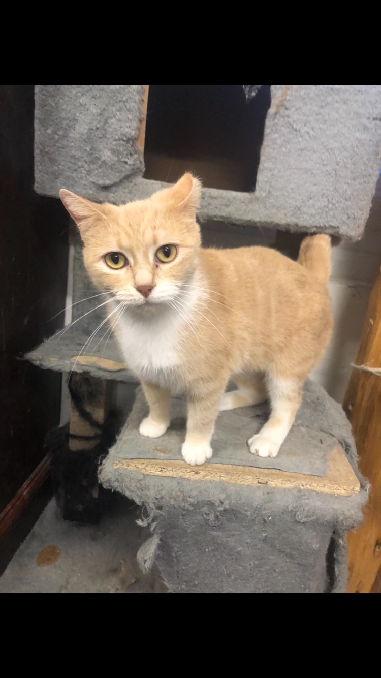 Stella, an adoptable Domestic Short Hair in Saint-Calixte, QC, J0K 1Z0 | Photo Image 1