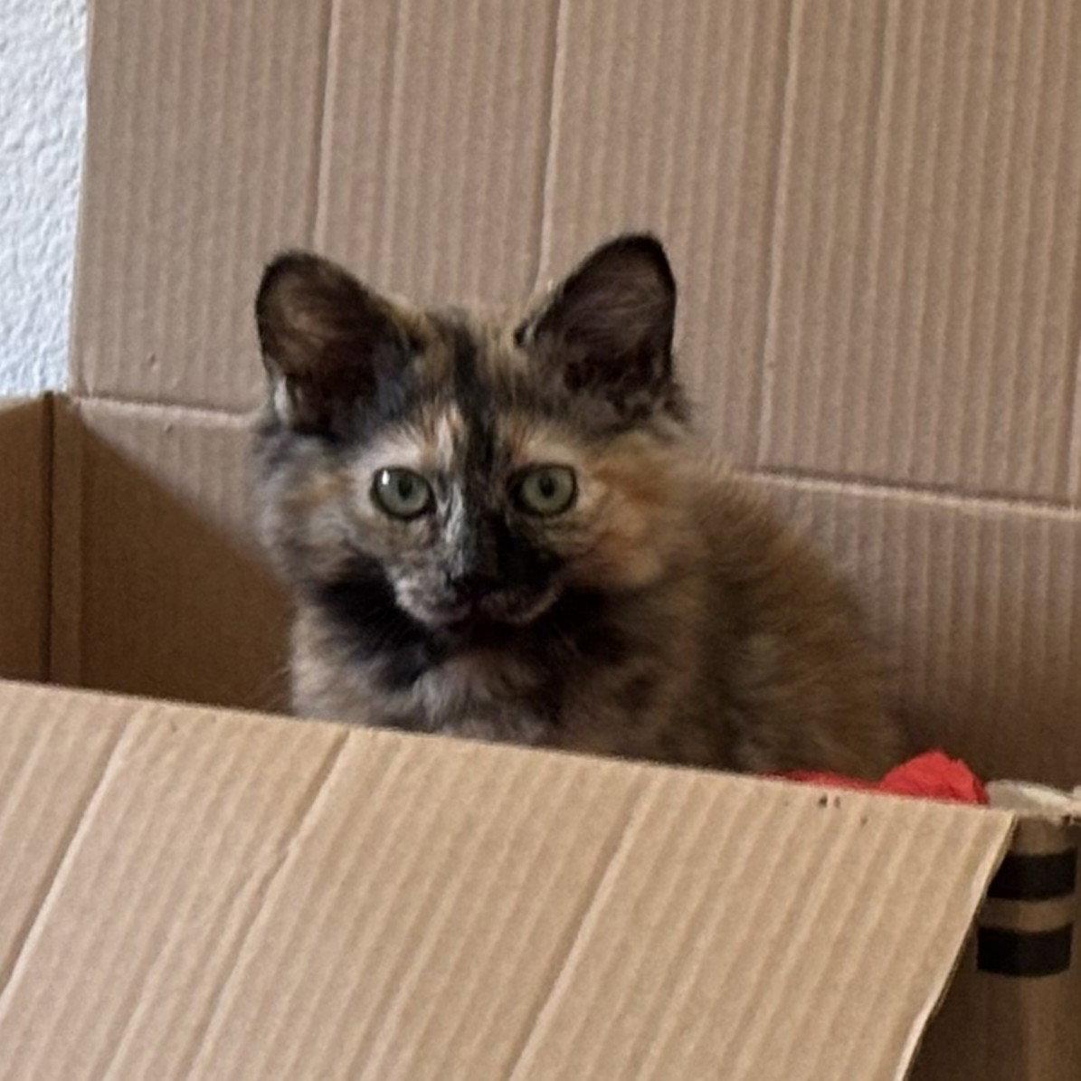Enlarge Elvie, a Adopted Tortoiseshell in Garland, TX image 1/3
