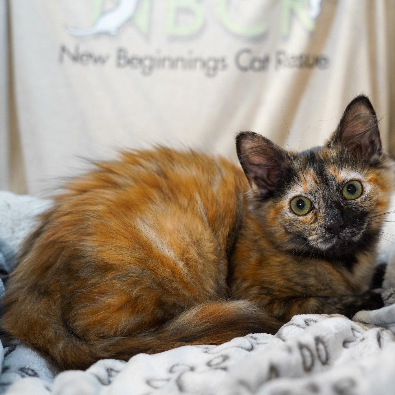 Enlarge Elvie, a Adopted Tortoiseshell in Garland, TX image 2/3