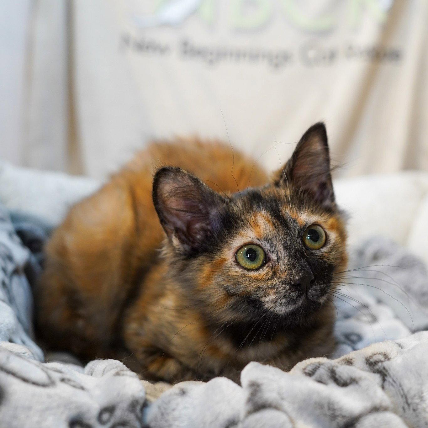 Enlarge Elvie, a Adopted Tortoiseshell in Garland, TX image 3/3