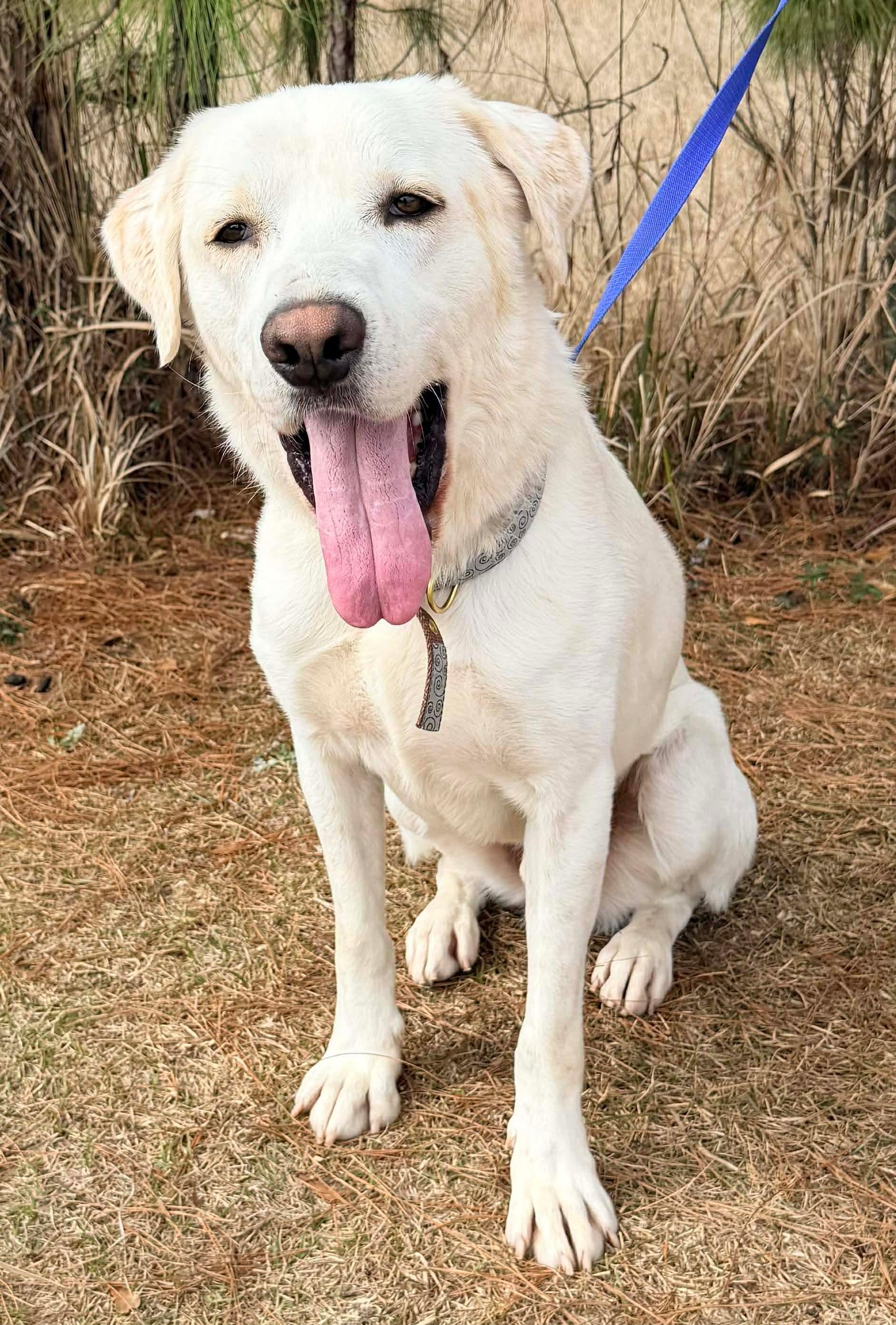 Snowball, adoptable, Young Male Labrador Retriever & Great Pyrenees.