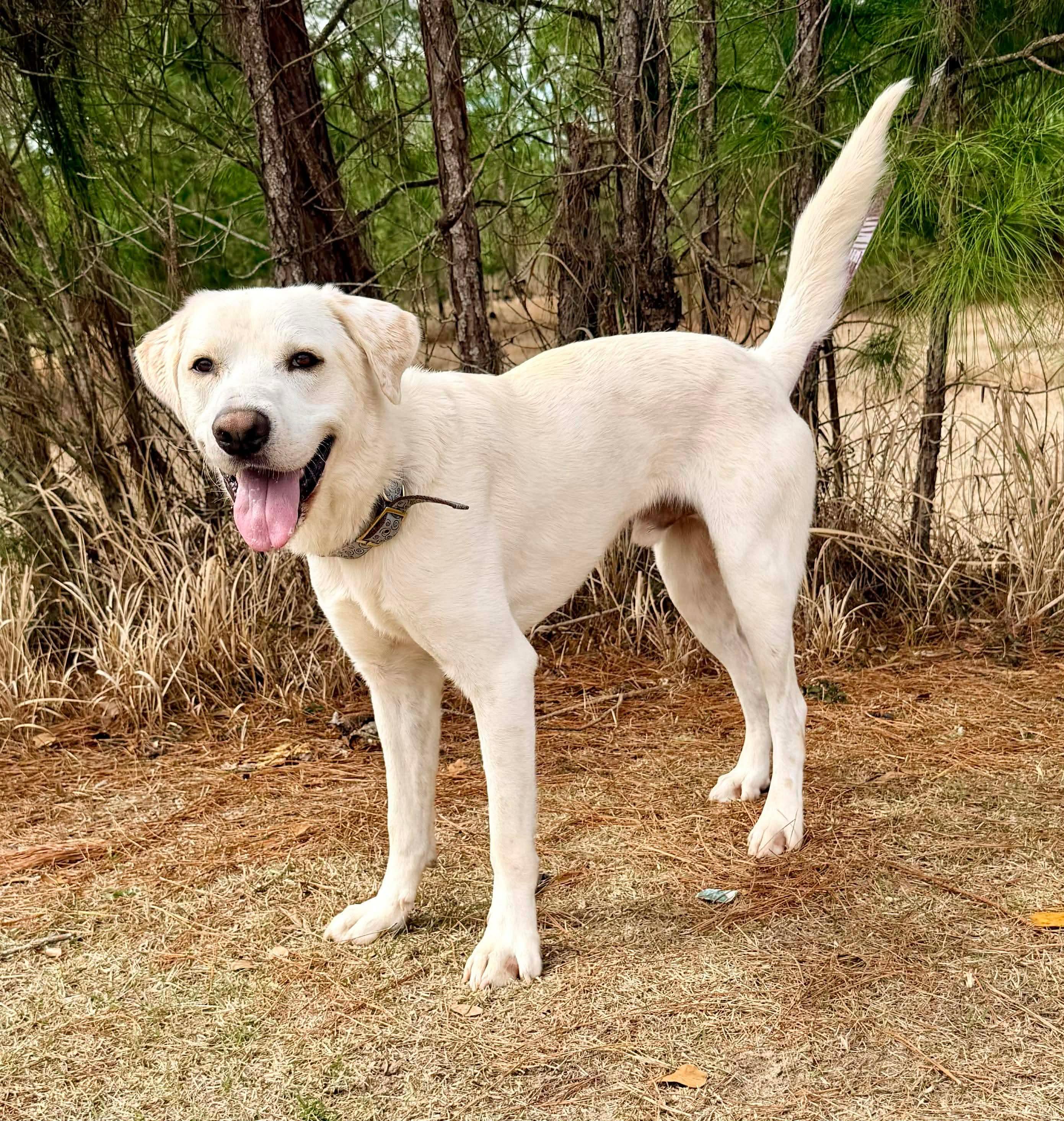 Enlarge Snowball, an adoptable mixed breed in Jackson, MI image 4/6
