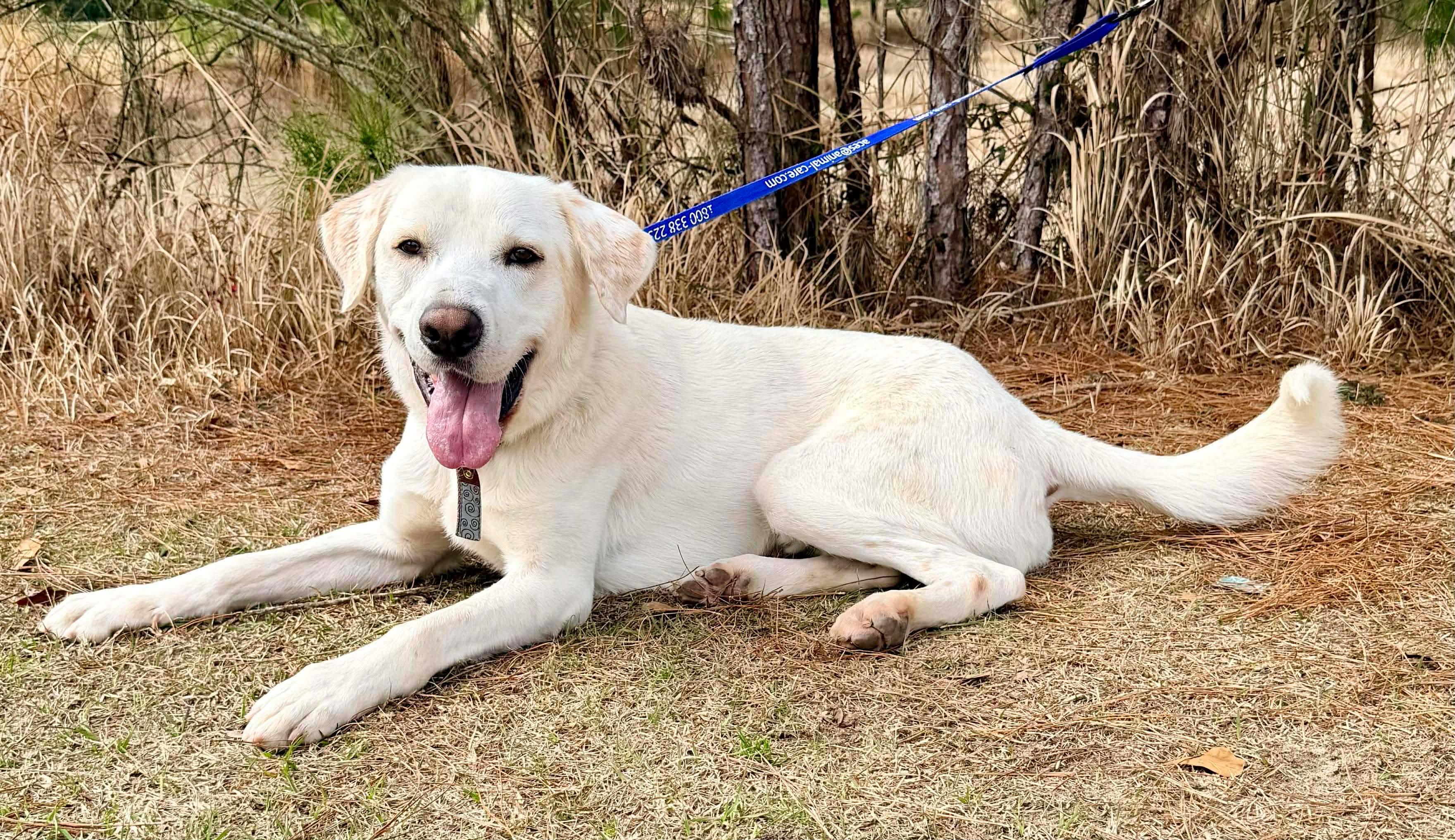 Enlarge Snowball, an adoptable mixed breed in Jackson, MI image 5/6