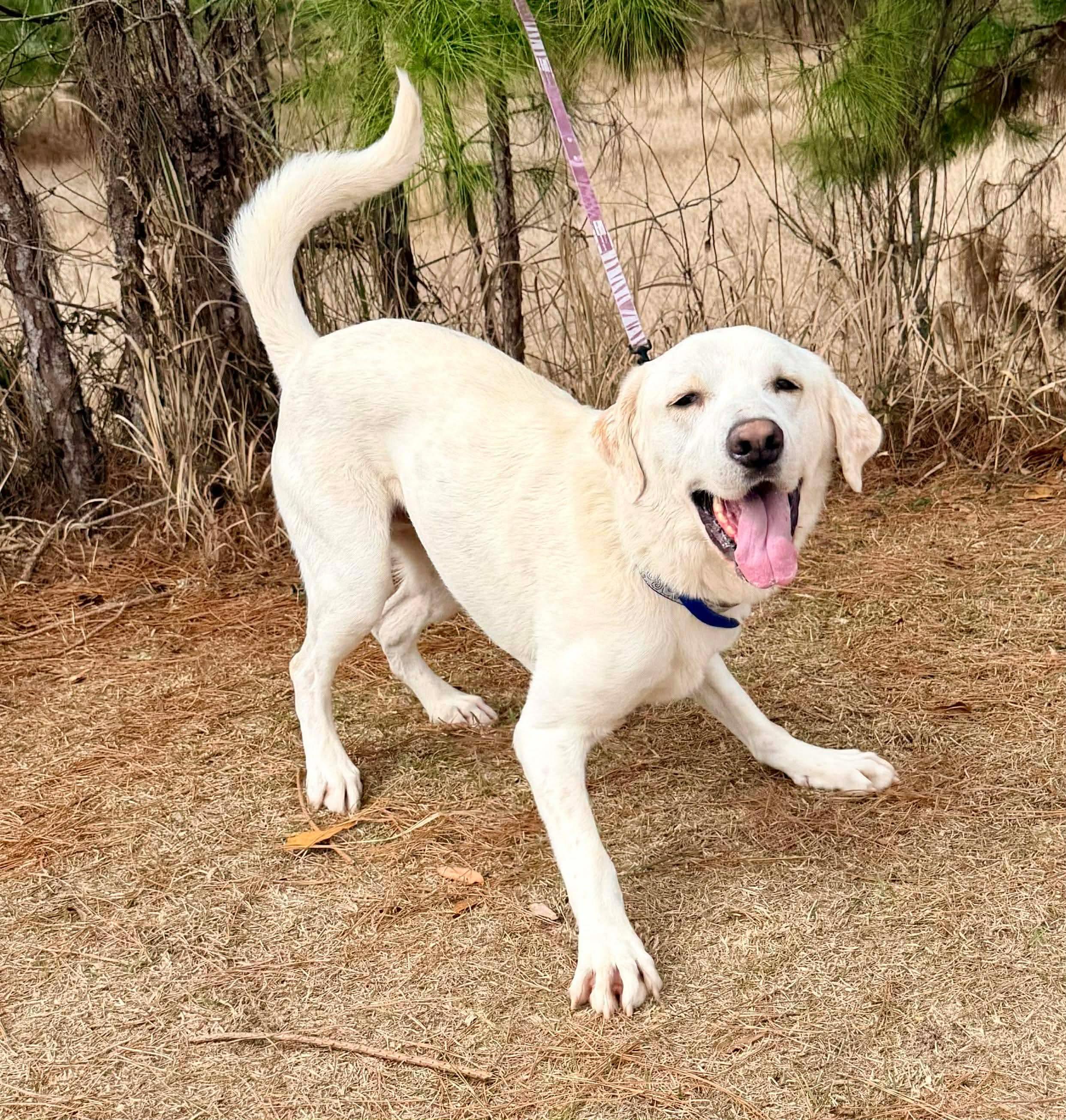 Enlarge Snowball, an adoptable mixed breed in Jackson, MI image 3/6
