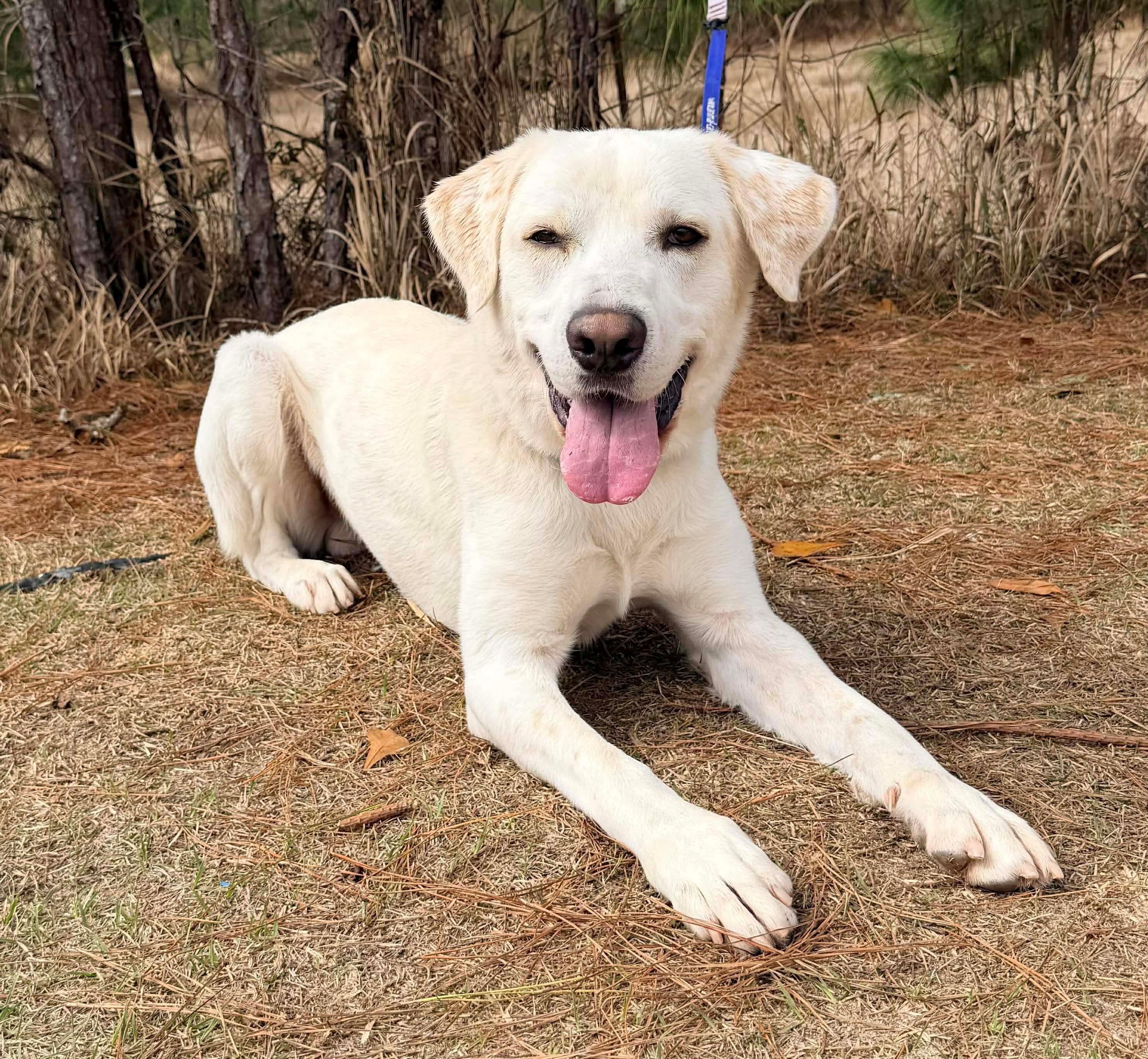 Enlarge Snowball, an adoptable mixed breed in Jackson, MI image 6/6