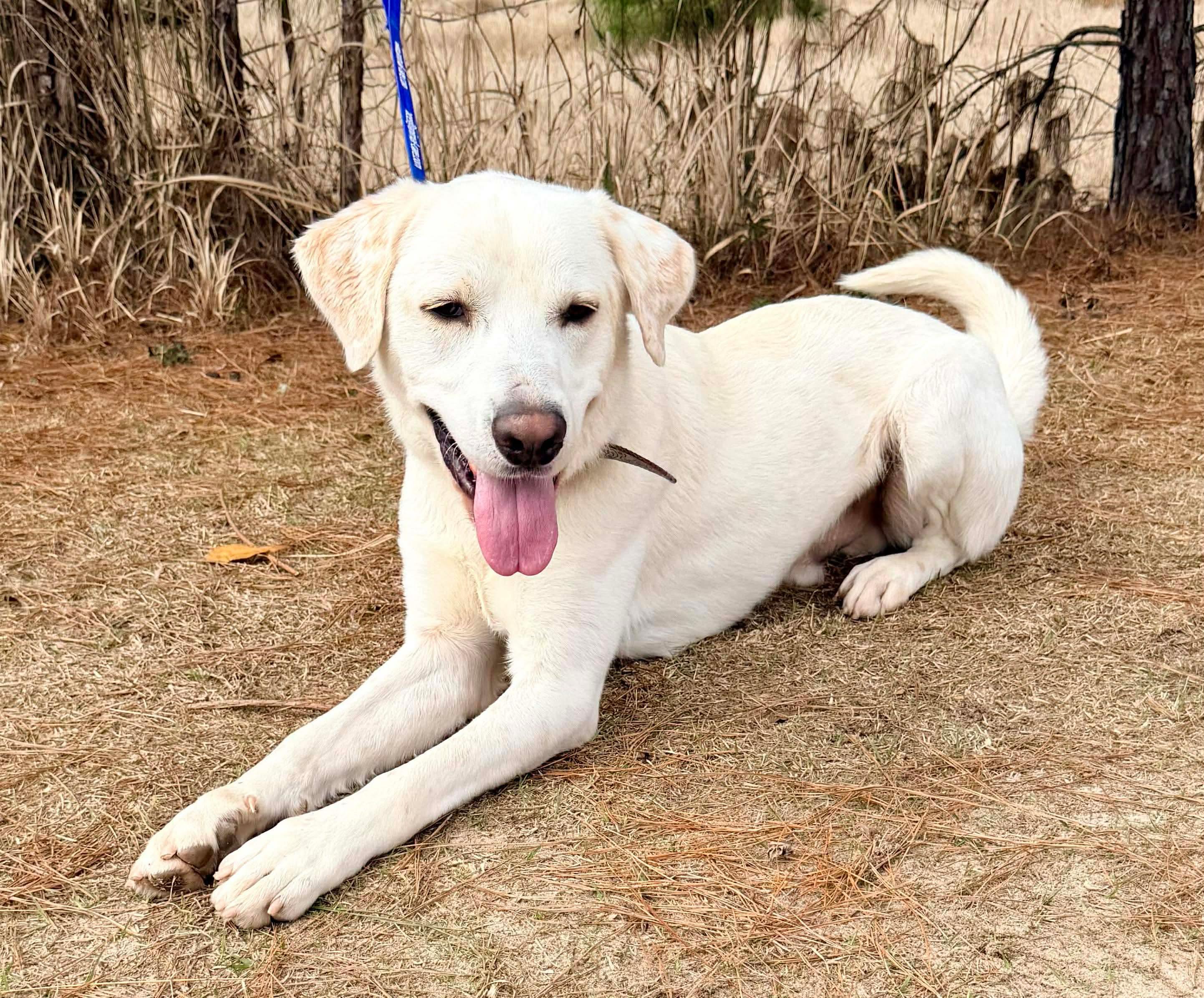 Enlarge Snowball, an adoptable mixed breed in Jackson, MI image 2/6
