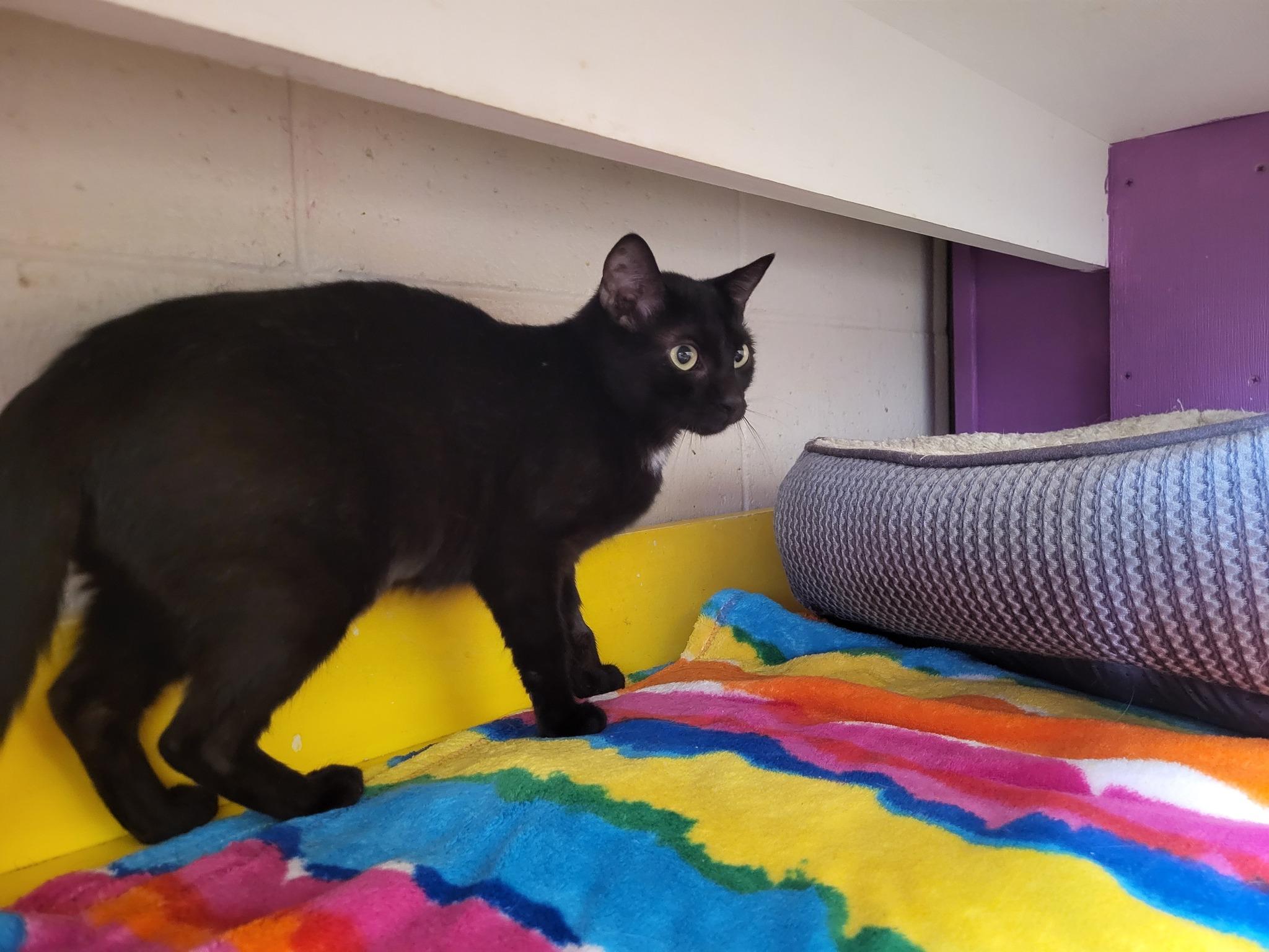 Enlarge Fly, a Adoptable Domestic Short Hair in Chilton, WI image 4/4