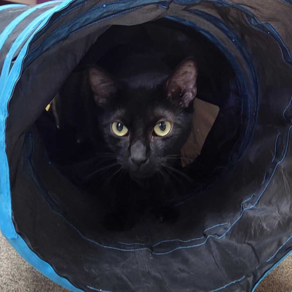 Enlarge Fly, a Adoptable Domestic Short Hair in Chilton, WI image 2/4