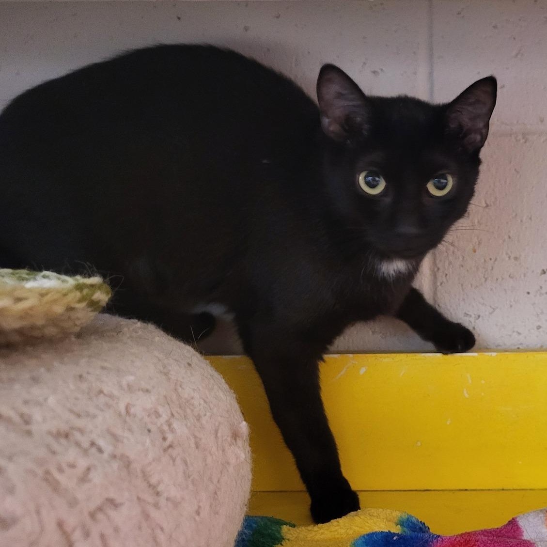Fly, Adoptable, Adult Female Domestic Short Hair.