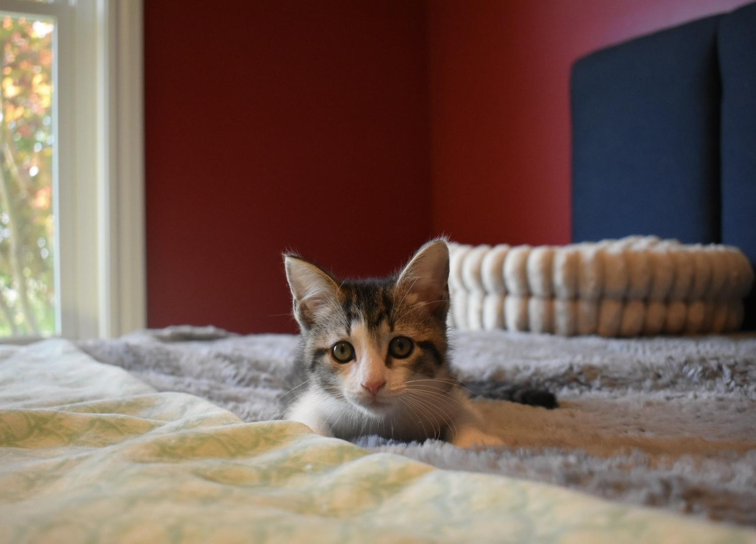 Enlarge Vangeance, a ADOPTABLE Domestic Short Hair in Hartville, OH image 2/4