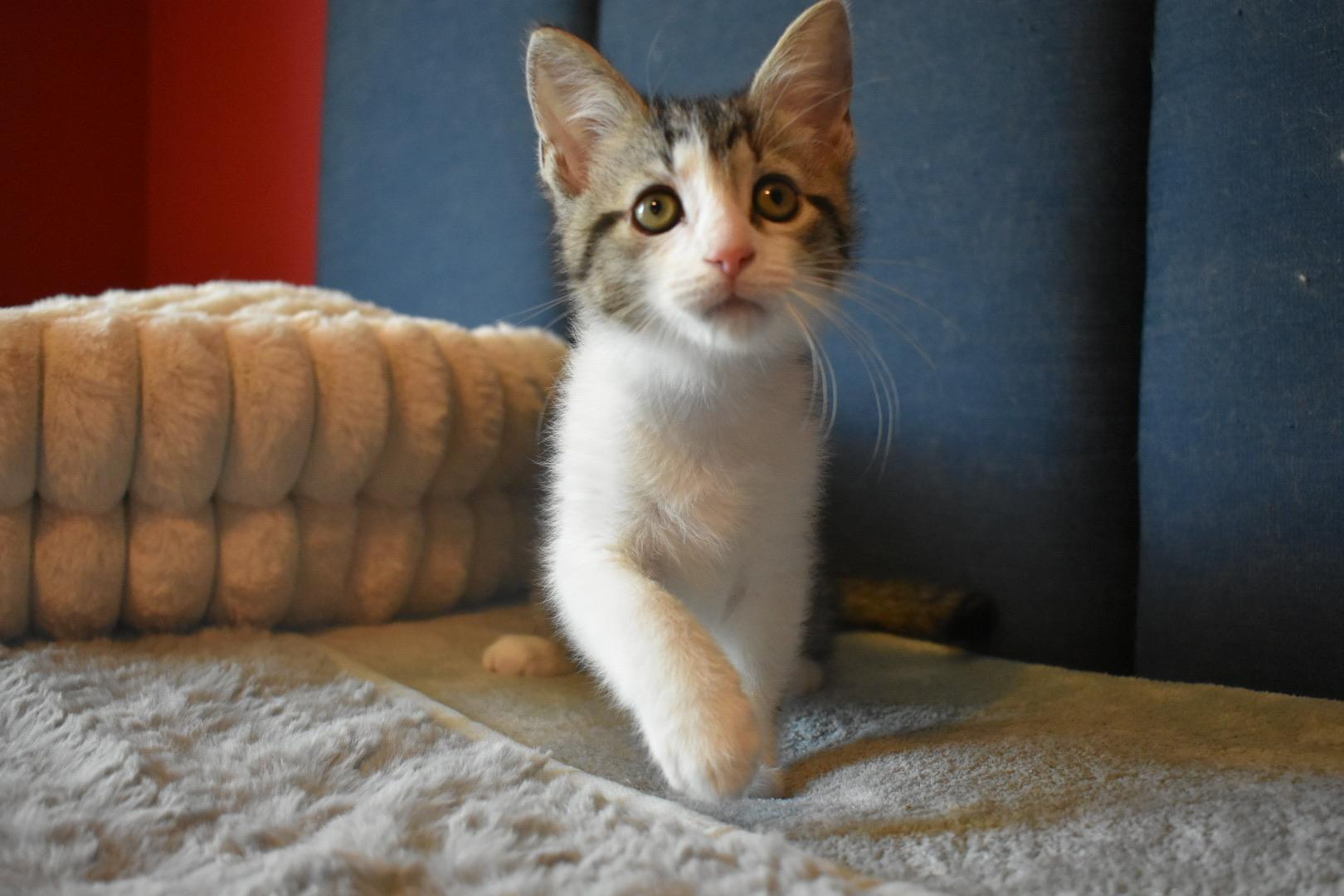 Enlarge Vangeance, a ADOPTABLE Domestic Short Hair in Hartville, OH image 1/4