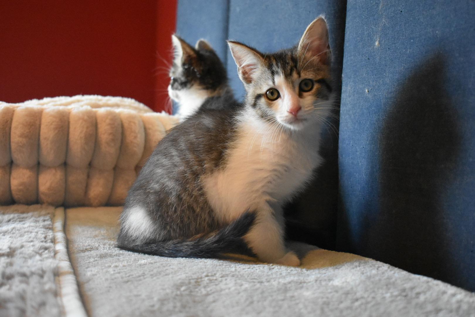 Enlarge Vangeance, a ADOPTABLE Domestic Short Hair in Hartville, OH image 3/4