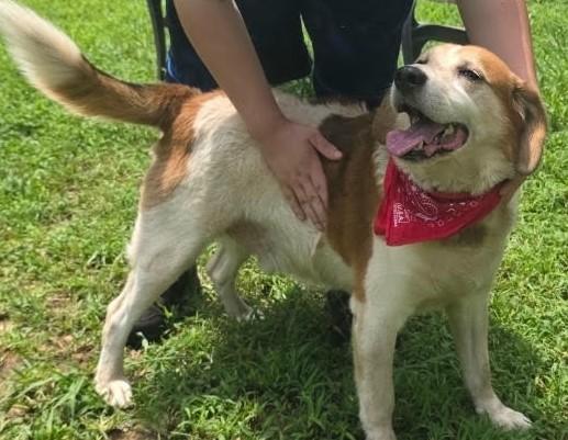 Enlarge Max, a ADOPTABLE mixed breed in Gardiner, NY image 3/3