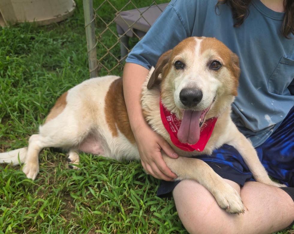 Max, ADOPTABLE, Senior Male Beagle.