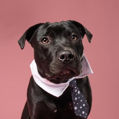 Enlarge T-Rex, a Adoptable Mixed Breed in Atlanta, GA image 2/3