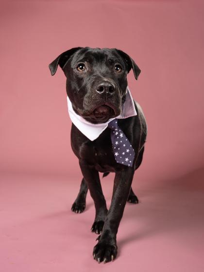 Enlarge T-Rex, a Adoptable Mixed Breed in Atlanta, GA image 2/3