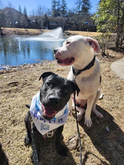 Enlarge T-Rex, a Adoptable Mixed Breed in Atlanta, GA image 3/3
