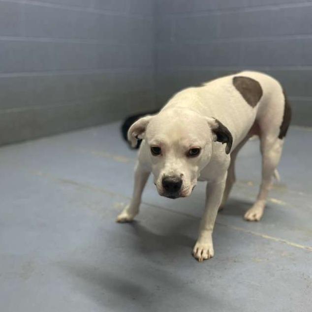 Oriella (Roxy), Adoptable, Adult Female Mixed Breed.