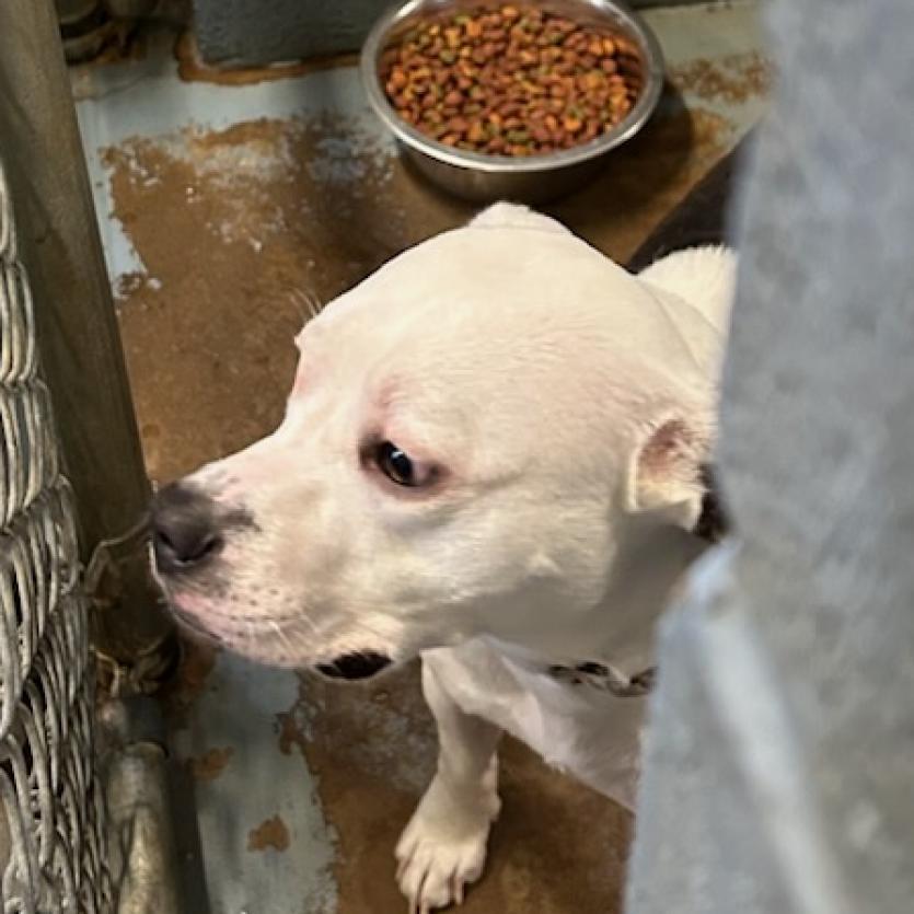 Oriella (Roxy), a Adoptable Mixed Breed image 3/6