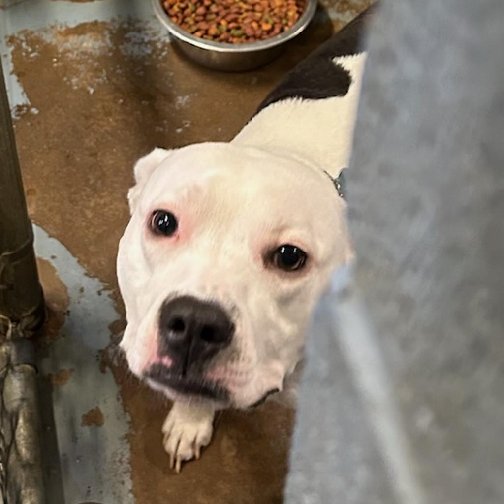 Oriella (Roxy), a Adoptable Mixed Breed image 4/6