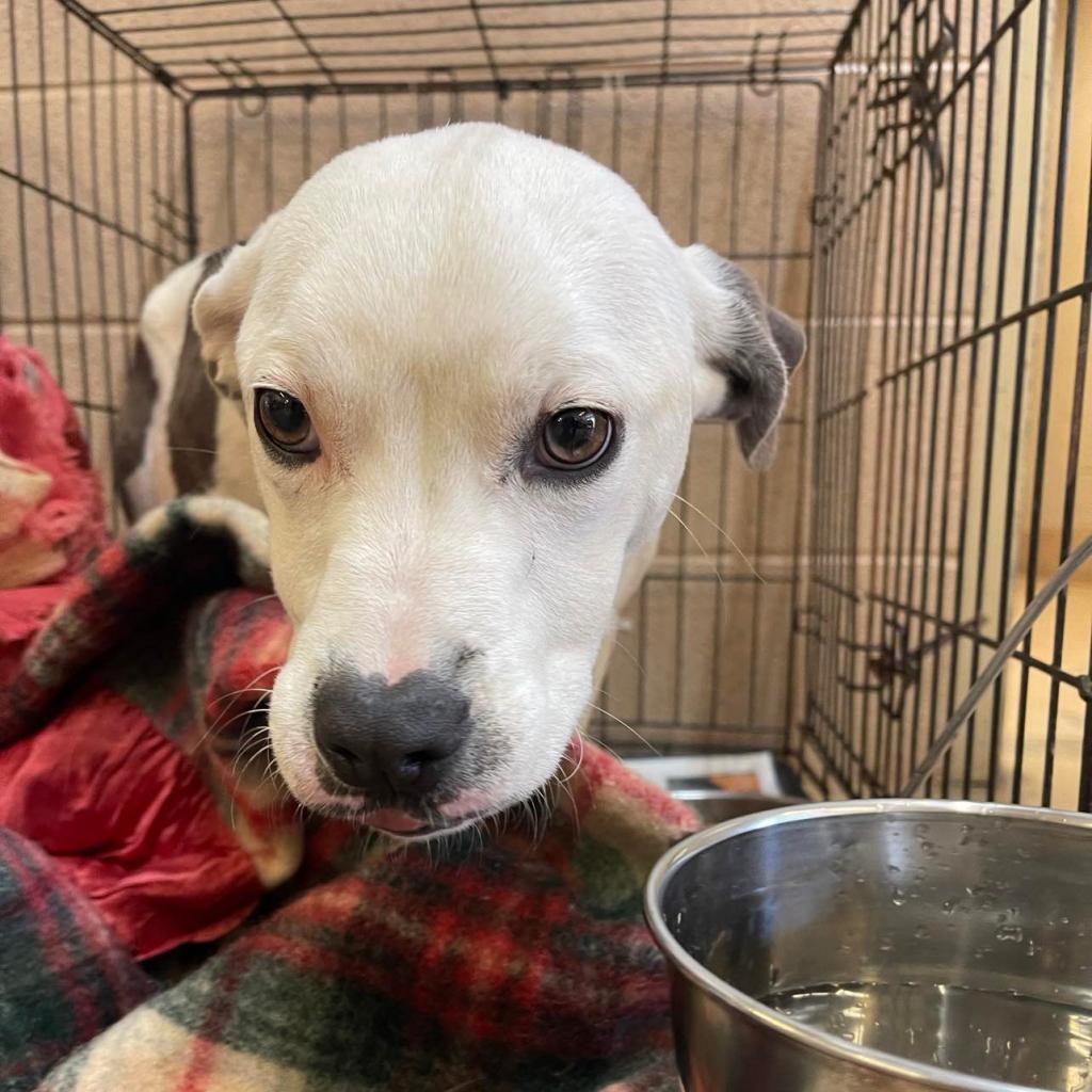 Oriella (Roxy), a Adoptable Mixed Breed image 5/6