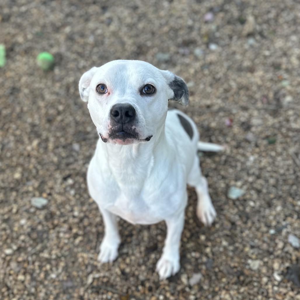 Oriella (Roxy), a Adoptable Mixed Breed image 6/6