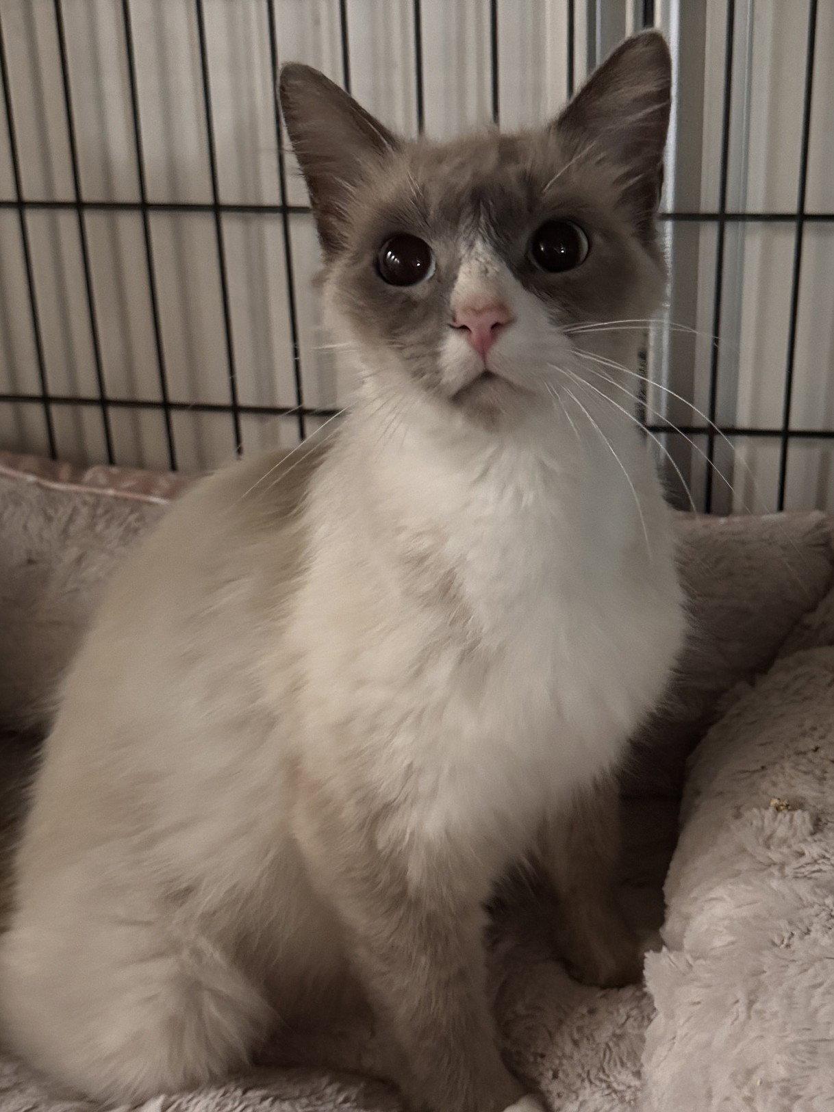 Duchess, Adoptable, Young Female Domestic Short Hair.