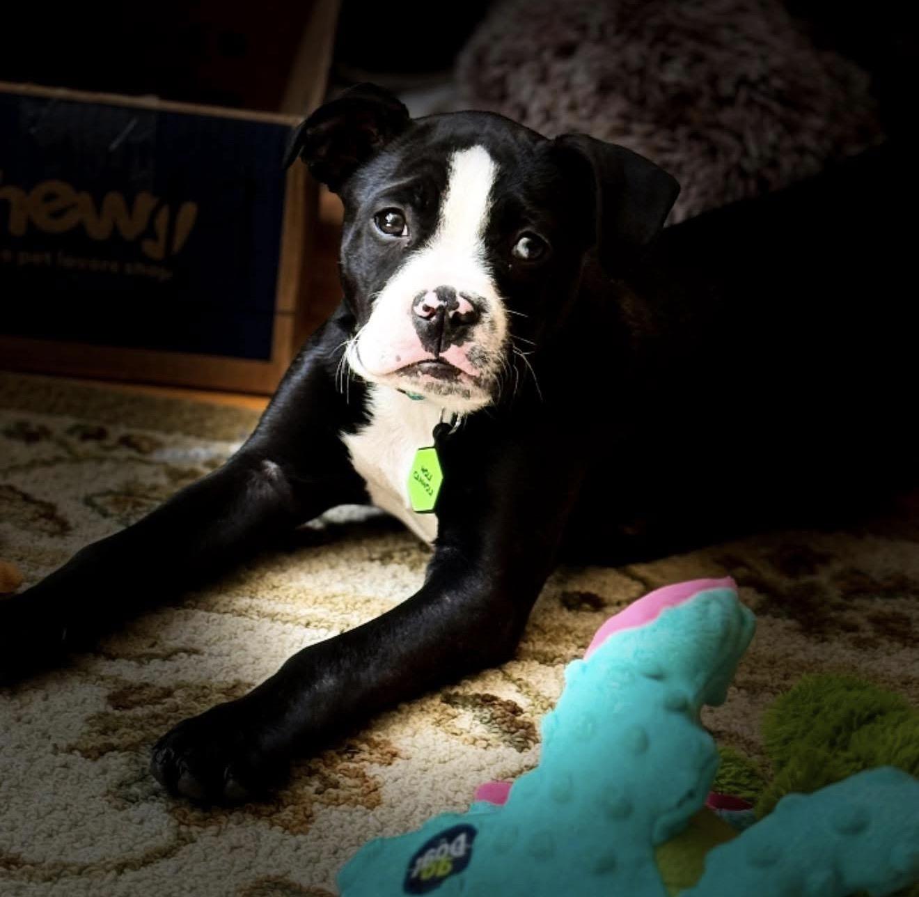 Enlarge Canoli - Local Fun, a Adoptable mixed breed in Andover, MA image 1/3