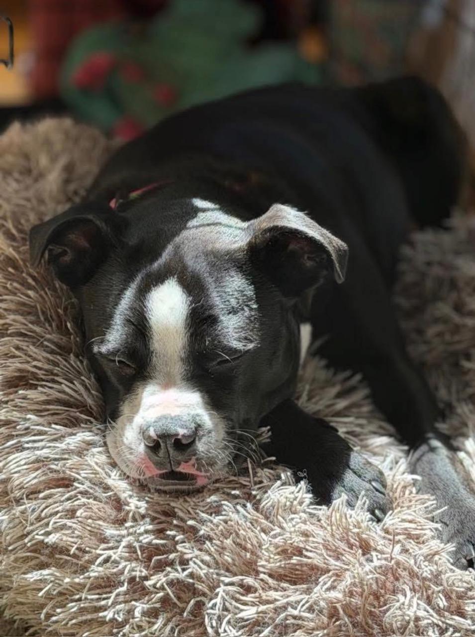 Enlarge Canoli - Local Fun, a Adoptable mixed breed in Andover, MA image 2/3
