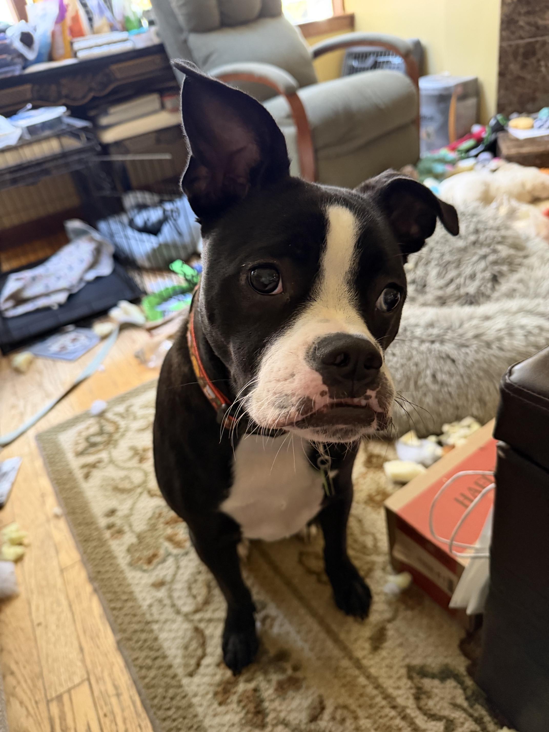 Enlarge Canoli - Local Fun, a Adoptable mixed breed in Andover, MA image 3/3