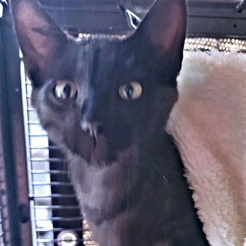 Oregano, Adoptable, Young Male Domestic Short Hair.