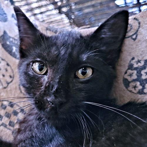 Oregano, a Adoptable Domestic Short Hair in Rutherfordton, NC image 2/3