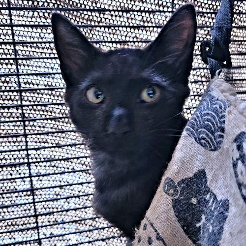 Oregano, a Adoptable Domestic Short Hair in Rutherfordton, NC image 3/3