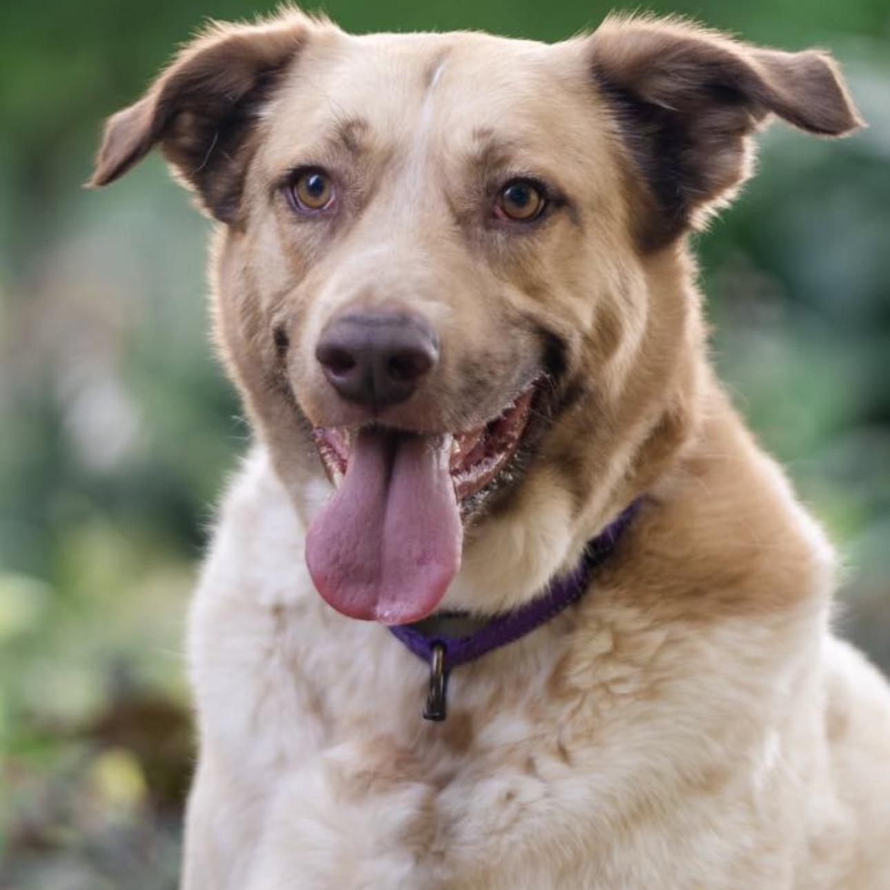 6798 Andy Reed, a Adoptable mixed breed in Springfield, MO image 5/6