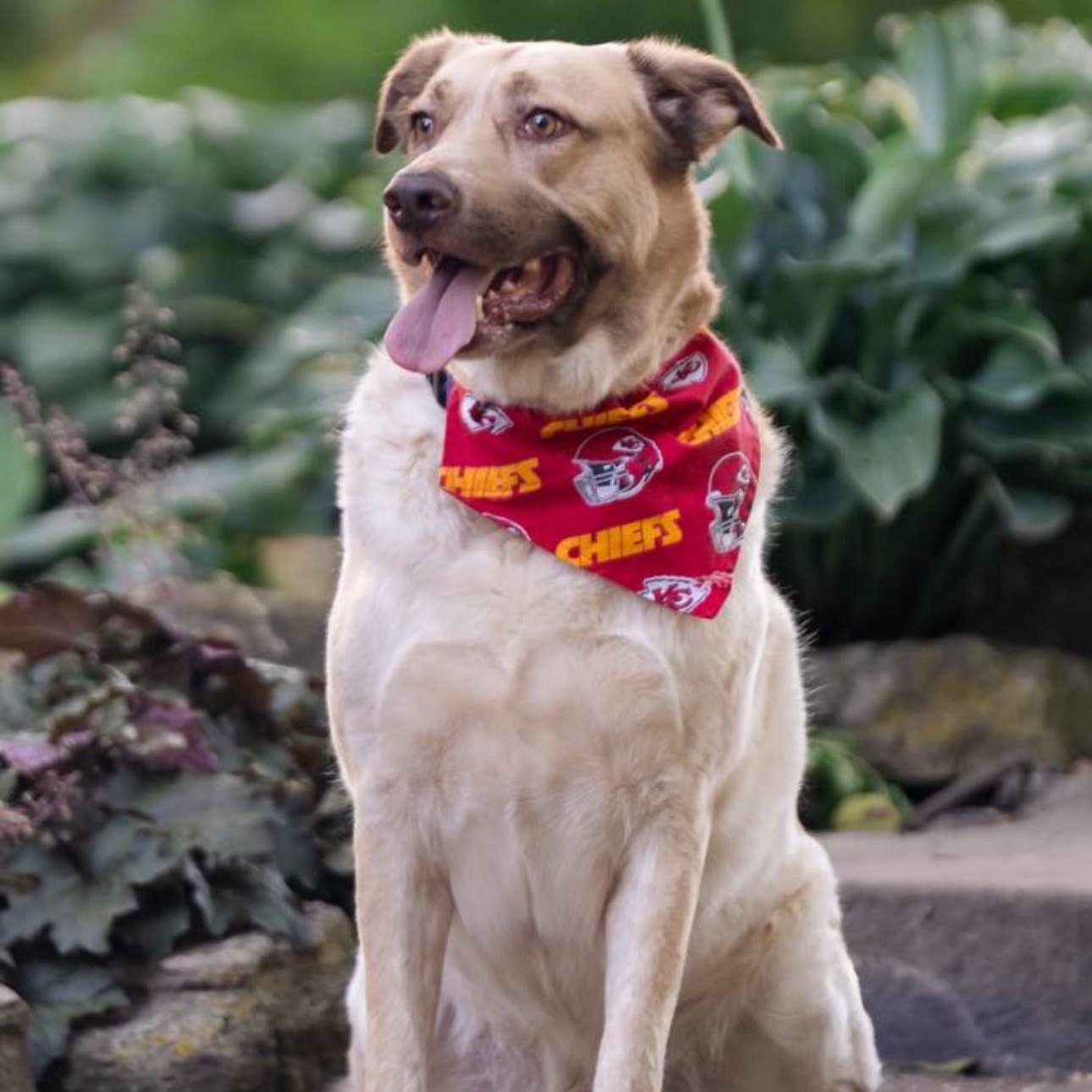 6798 Andy Reed, a Adoptable mixed breed in Springfield, MO image 6/6