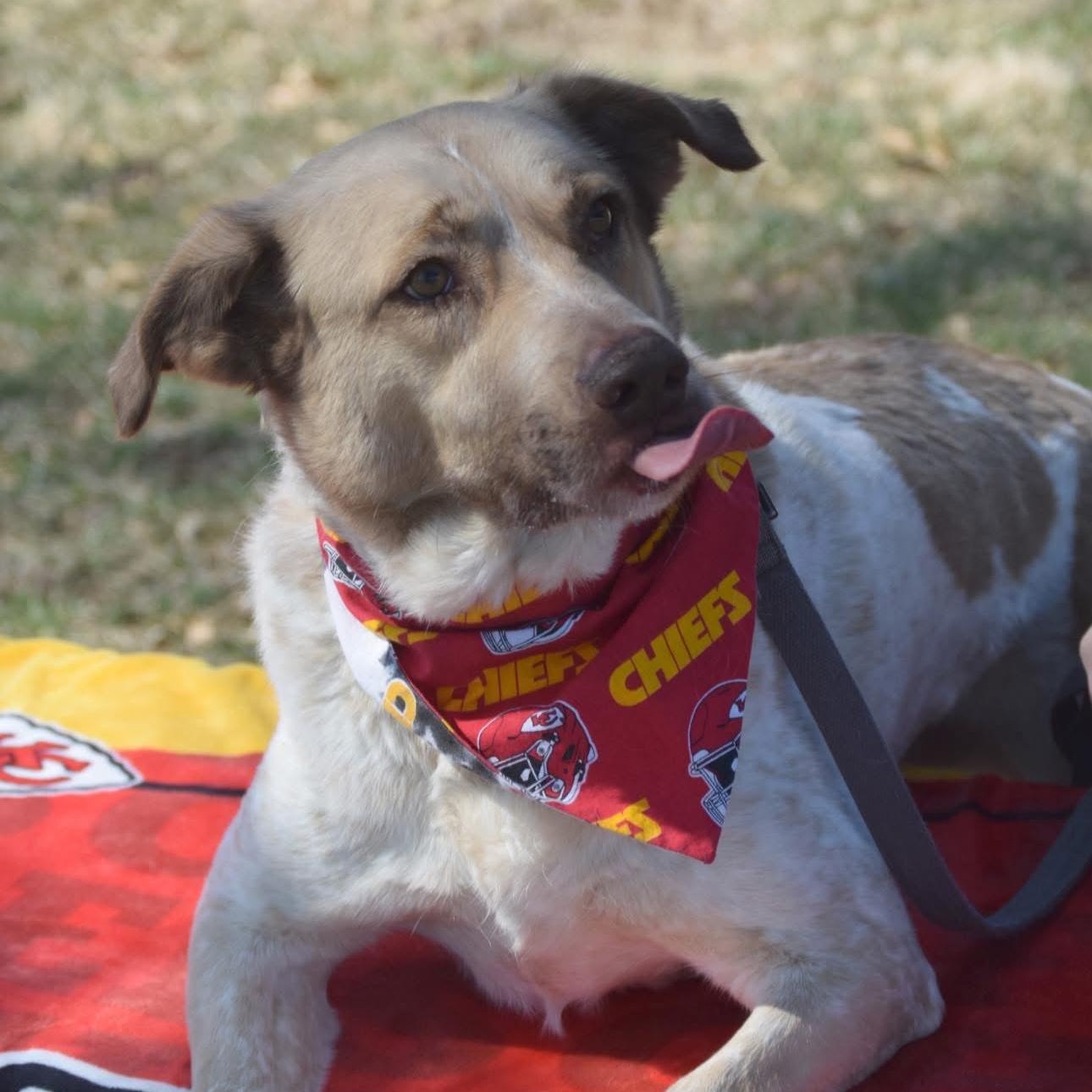6798 Andy Reed, a Adoptable mixed breed in Springfield, MO image 2/6