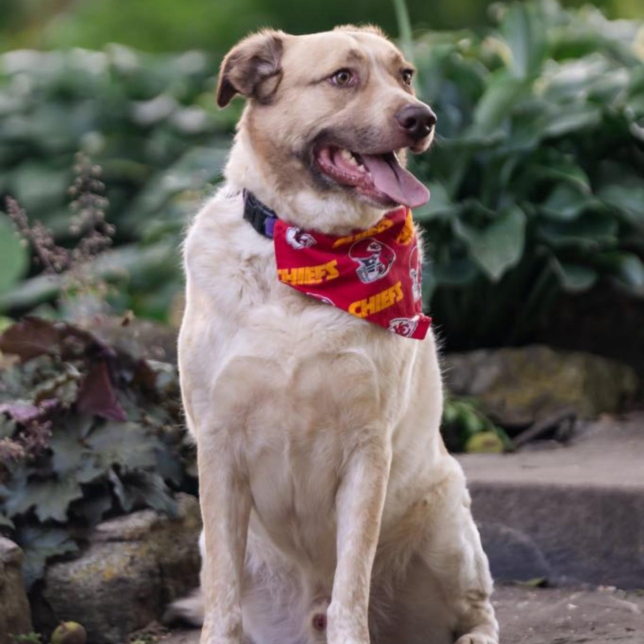 6798 Andy Reed, a Adoptable mixed breed in Springfield, MO image 3/6